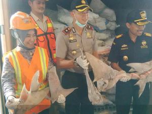 Imlek Diduga Jadi Alasan Adanya Penyelundupan Sirip Hiu Imlek Diduga Jadi Alasan Adanya Penyelundupan Sirip Hiu