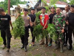 Ladang Ganja Seluas 1 Hektare Ditemukan di Sumsel