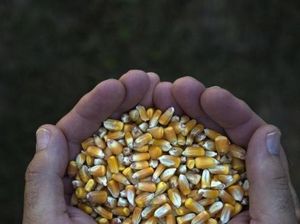 Bantu Peternak Ayam, Pemerintah Siapkan Rp 78,6 M untuk SPHP Jagung Bantu Peternak Ayam, Pemerintah Siapkan Rp 78,6 M untuk SPHP Jagung