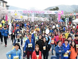 Marathon Berlatar Bunga Sakura yang Bermekaran di Korea, Mau?