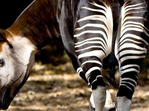 Hewan Ajaib! Kakinya Zebra, Badannya Keledai, Kepalanya Jerapah