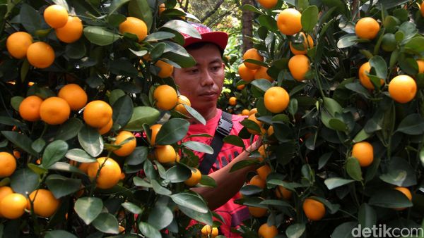 Jelang Imlek, Pedagang Pohon Jeruk Bermunculan