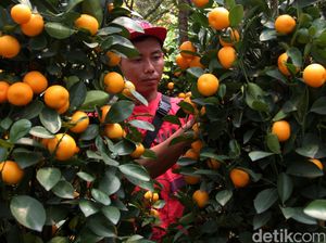 Jelang Imlek, Pedagang Pohon Jeruk Bermunculan