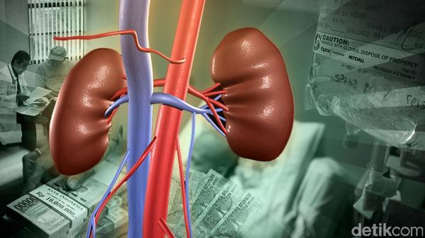 Tanpa Organ Ini, Manusia Tetap Bisa Bertahan Hidup