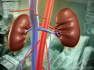 Tanpa Organ Ini, Manusia Tetap Bisa Bertahan Hidup