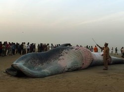 Paus Sepanjang 9 Meter Terdampar Mati di Pantai India
