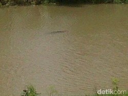 Warga Sumpiuh Banyumas Digegerkan Kemunculan Buaya Besar di Sungai