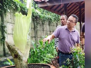 Dinanti 10 Tahun, Bunga Bangkai Raksasa Mekar di Rumah Perubahan Bekasi