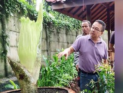 Dinanti 10 Tahun, Bunga Bangkai Raksasa Mekar di Rumah Perubahan Bekasi