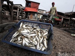 Sekjen KKP: Potensi Pajak Perikanan di RI Capai Rp 2 Miliar per Kapal