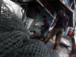 Mahal, Harga Cantrang Capai Rp 375 Juta