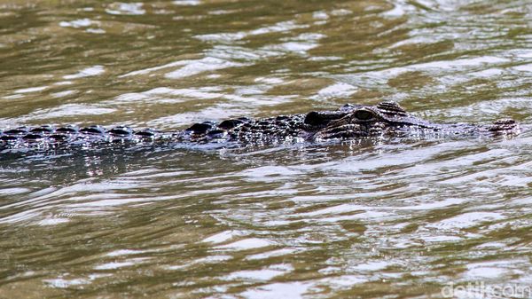 Buaya Gegerkan Warga Banyumas
