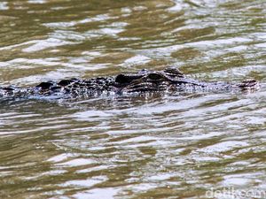 Ajaib, Buaya Perawan Bertelur Tanpa Pasangan