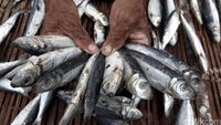 Pasokan Ikan Asin Muara Angke Menurun