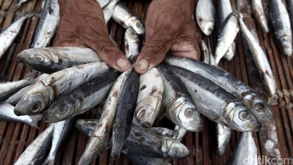 Pasokan Ikan Asin Muara Angke Menurun