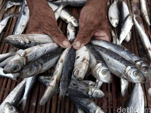 Mau Kabur, Nelayan dengan Pukat Harimau Berhasil Ditangkap di Simeuleu