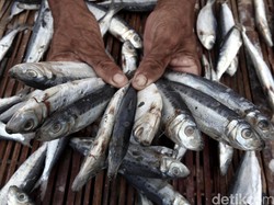 Mau Kabur, Nelayan dengan Pukat Harimau Berhasil Ditangkap di Simeuleu