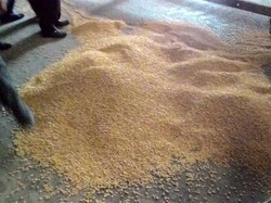 40.000 Ton Jagung Impor Asal Argentina Tiba Pekan Ini