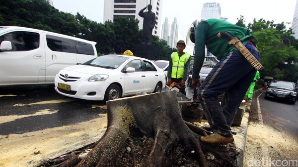 Pohon Tumbang di Sudirman Dibersihkan