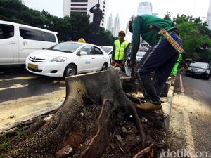 Pohon Tumbang di Sudirman Dibersihkan