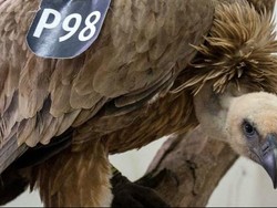 Burung Pemegang Rekor Penerbangan Tertinggi di Dunia