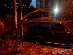 Pohon Tumbang di Bogor Timpa 3 Mobil