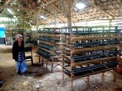 Ratusan Burung Puyuh Mati Mendadak Diduga Flu Burung