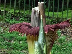 Cegah Vandalisme Bunga Bangkai, Kebun Raya Cibodas Tambah Pagar Pengaman