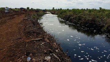 Panen Hujan Hingga Sekat Kanal, Gambut Harus Basah untuk Cegah Karhutla - Infolitik