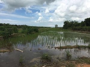 Begini Penampakan Kamp Gafatar di Mempawah: Rumah dan Sawah Sebelum Dibakar