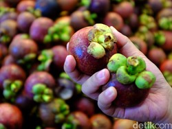 Punya Lahan 46 Ha, Manggis asal Sumut Ditargetkan Tembus Pasar Ekspor