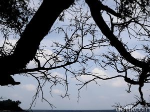 Pohon Tetangga Ganggu Rumah Kamu? Bisa Dituntut Lho Pakai Hukum Ini Pohon Tetangga Ganggu Rumah Kamu? Bisa Dituntut Lho Pakai Hukum Ini