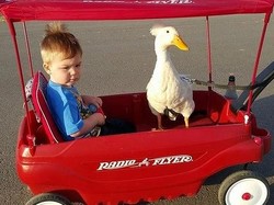 So Sweet! Bocah 1 Tahun Ini Bersahabat dengan Bebek Peliharaannya