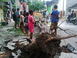 Angin Kencang Tumbangkan Pohon di Pasuruan, Timpa Mobil Polisi