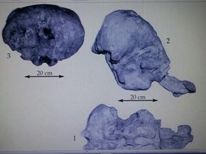 Melacak Jejak Gajah Purba di Pulau Sulawesi