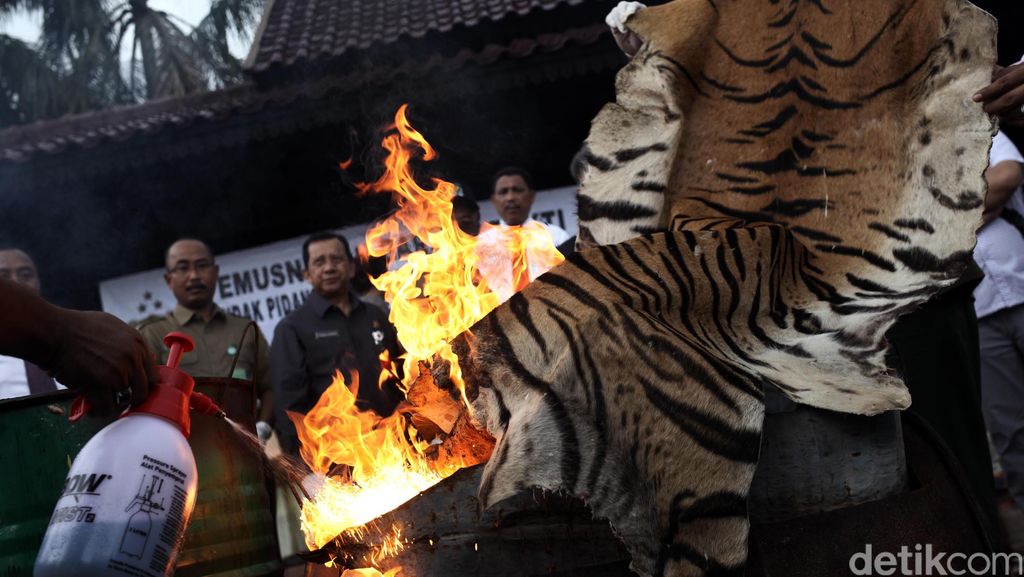 Pemusnahan Barang Bukti Kulit Harimau dan Buaya Pemusnahan Barang Bukti Kulit Harimau dan Buaya