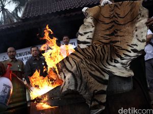 Pemusnahan Barang Bukti Kulit Harimau dan Buaya Pemusnahan Barang Bukti Kulit Harimau dan Buaya