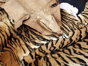Pelaku Penjual Kulit Harimau Ilegal di Sumut Divonis 2 Tahun Penjara Pelaku Penjual Kulit Harimau Ilegal di Sumut Divonis 2 Tahun Penjara