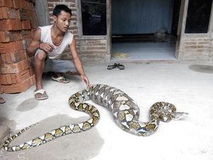 Ular Sanca ini Ditangkap Setelah Makan Rusa Hutan