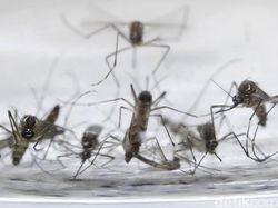 Masih Ingat? Selain Vaksin, Juga Ada Nyamuk Wolbachia untuk Kendalikan DBD