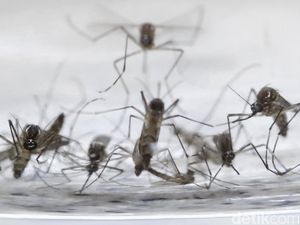 Virus Zika Bisa Diturunkan Nyamuk Dewasa ke Keturunannya Virus Zika Bisa Diturunkan Nyamuk Dewasa ke Keturunannya