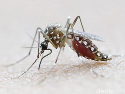 WHO Nyatakan Virus Zika Juga Bisa Picu Penyakit Saraf GBS