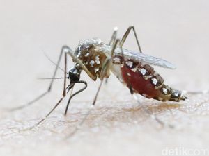 Pasca Zika, Brazil Dihantui Wabah Demam Kuning Pasca Zika, Brazil Dihantui Wabah Demam Kuning