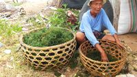Menengok Aktivitas Petani Rumput Laut di Bali