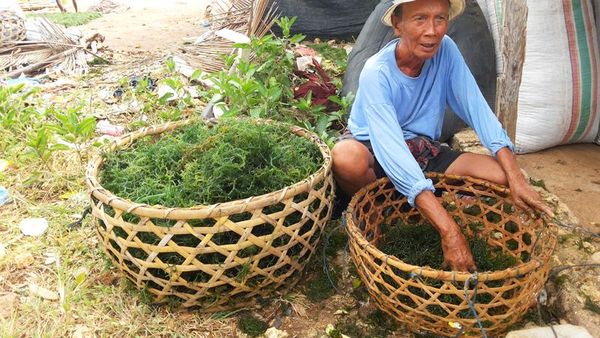 Menengok Aktivitas Petani Rumput Laut di Bali