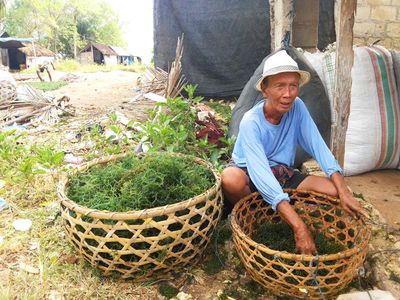 Menengok Aktivitas Petani Rumput Laut di Bali