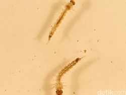 Virus Zika Diklaim Bisa Membuat Proses Evolusi Mundur 2 Juta Tahun