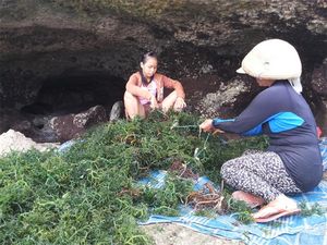 Sempat Dituding KW, Berapa Sih Nilai Ekspor Rumput Laut RI ke AS?