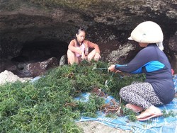 Pengusaha Minta Ekspor Rumput Laut Mentah Jangan Dibatasi