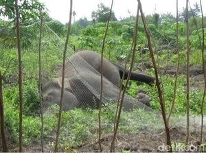 3 Ekor Gajah Liar Sakit di Riau, Tim Gabungan Coba Mengobatinya